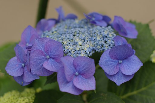 紫陽花の季節ですね