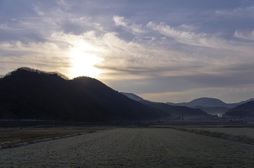 水田地帯の朝。