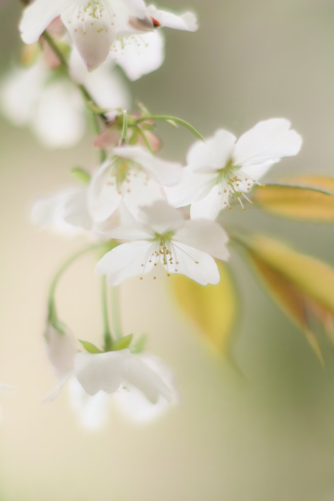 SD15で桜の写真など 