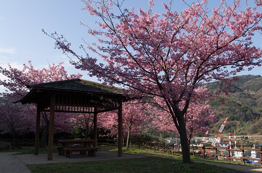 島の桜