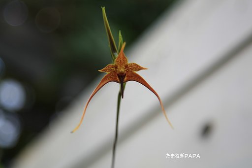 ドラキュラ