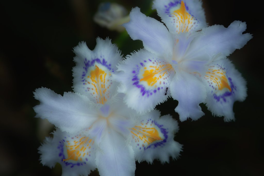 「X3 Fill Light」で白（２）