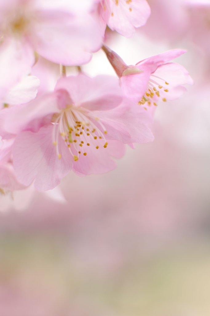 河津桜
