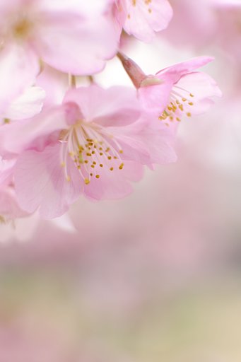 河津桜