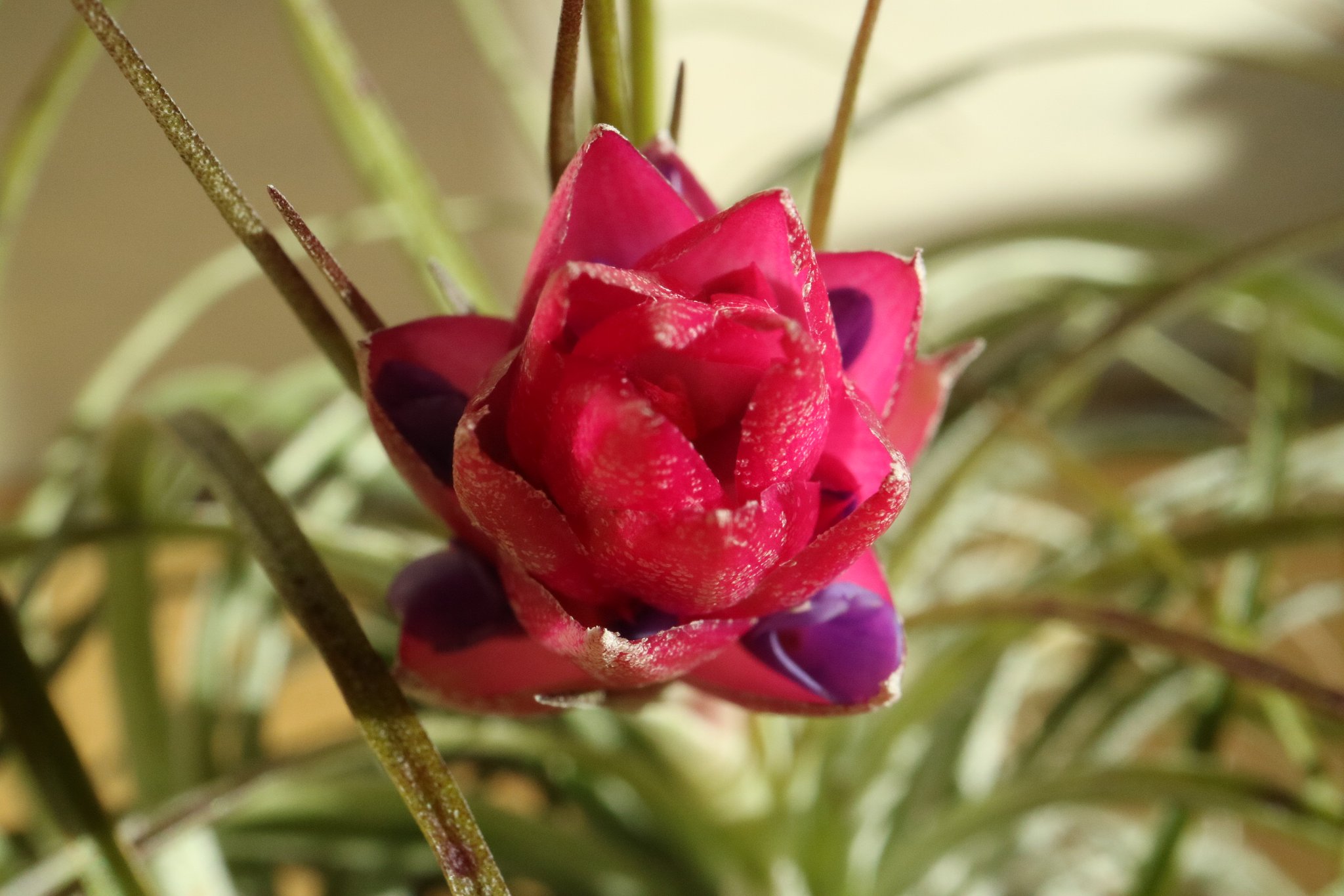 チランヂア　ストリクタ　花