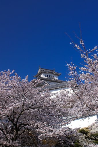 SD10で桜の写真を 