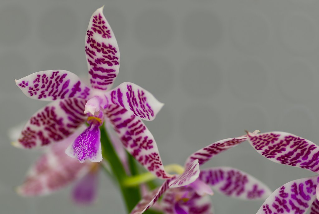 PENTAX-D FA MACRO 100mm F2.8