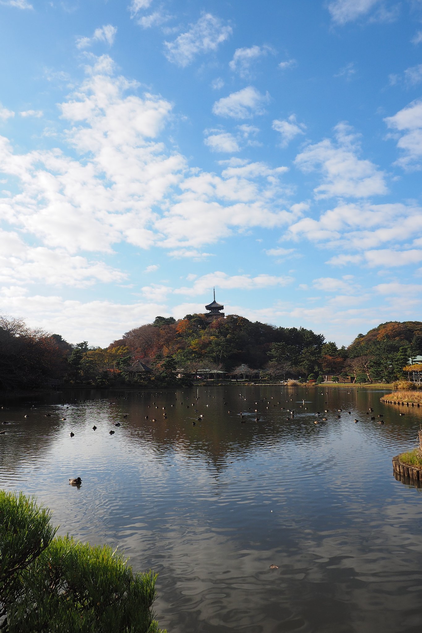 晩秋の三溪園