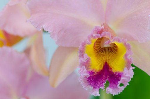 PENTAX-D FA MACRO 100mm F2.8