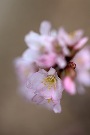 桜のアップを
