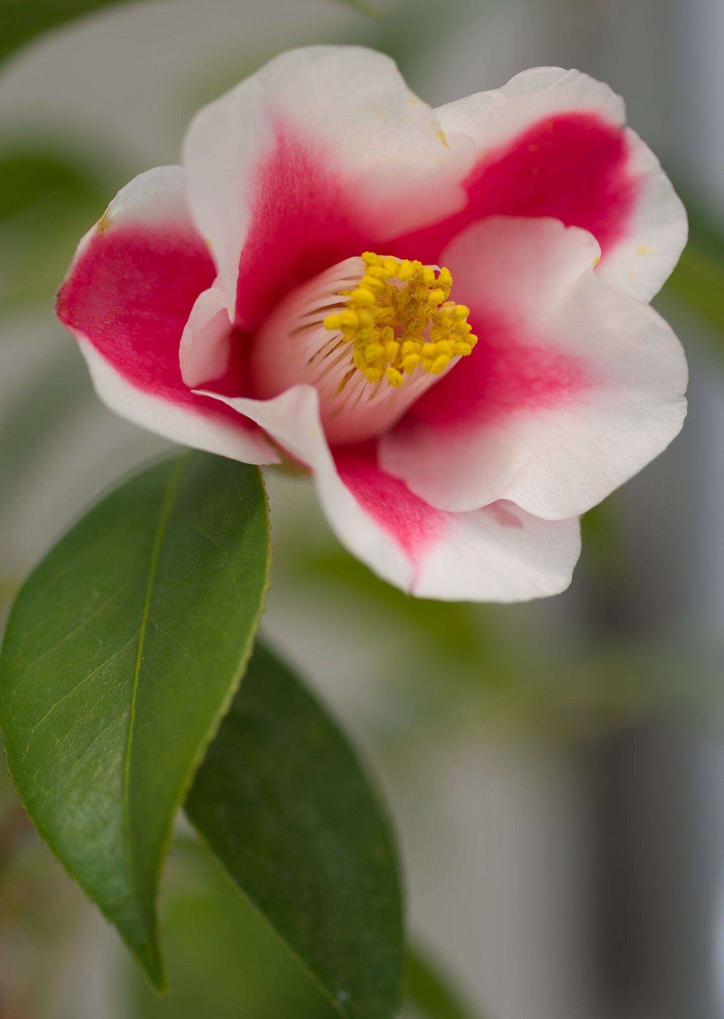椿　頌花宴