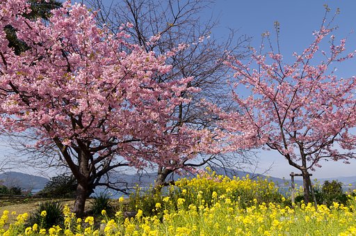 【題】花と海