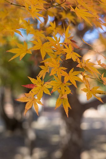 AF-S NIKKOR 50mm F1.8 G
