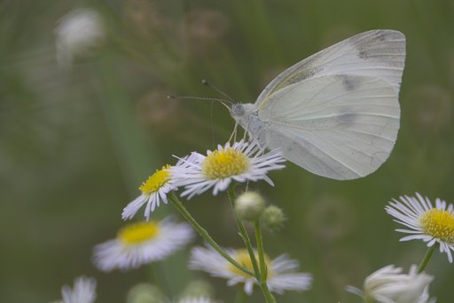 NIKON ReflexNikkor500F8