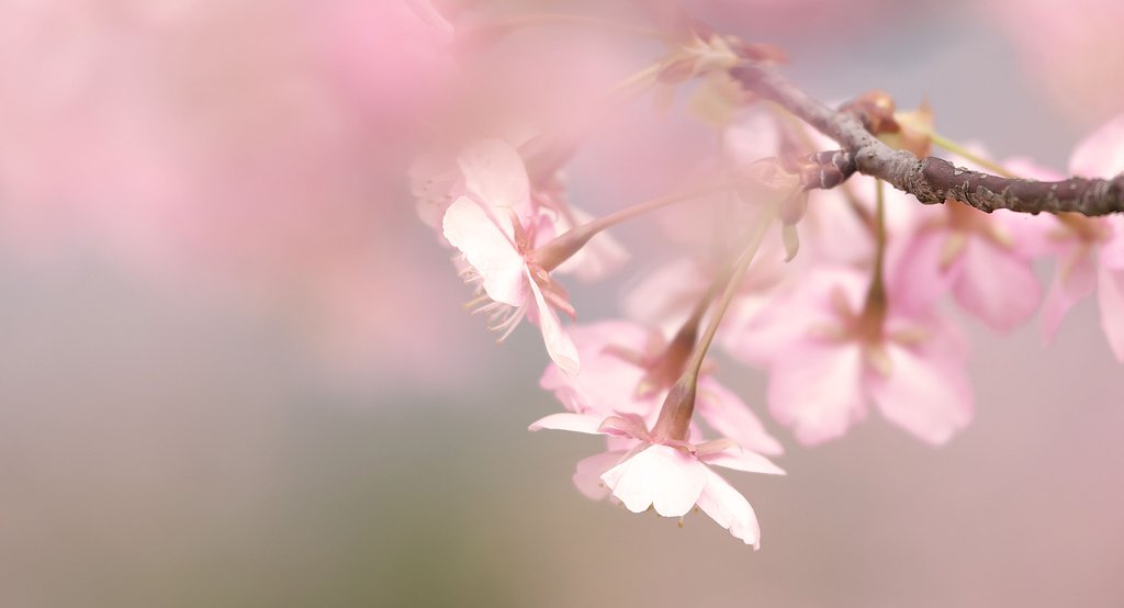 河津桜