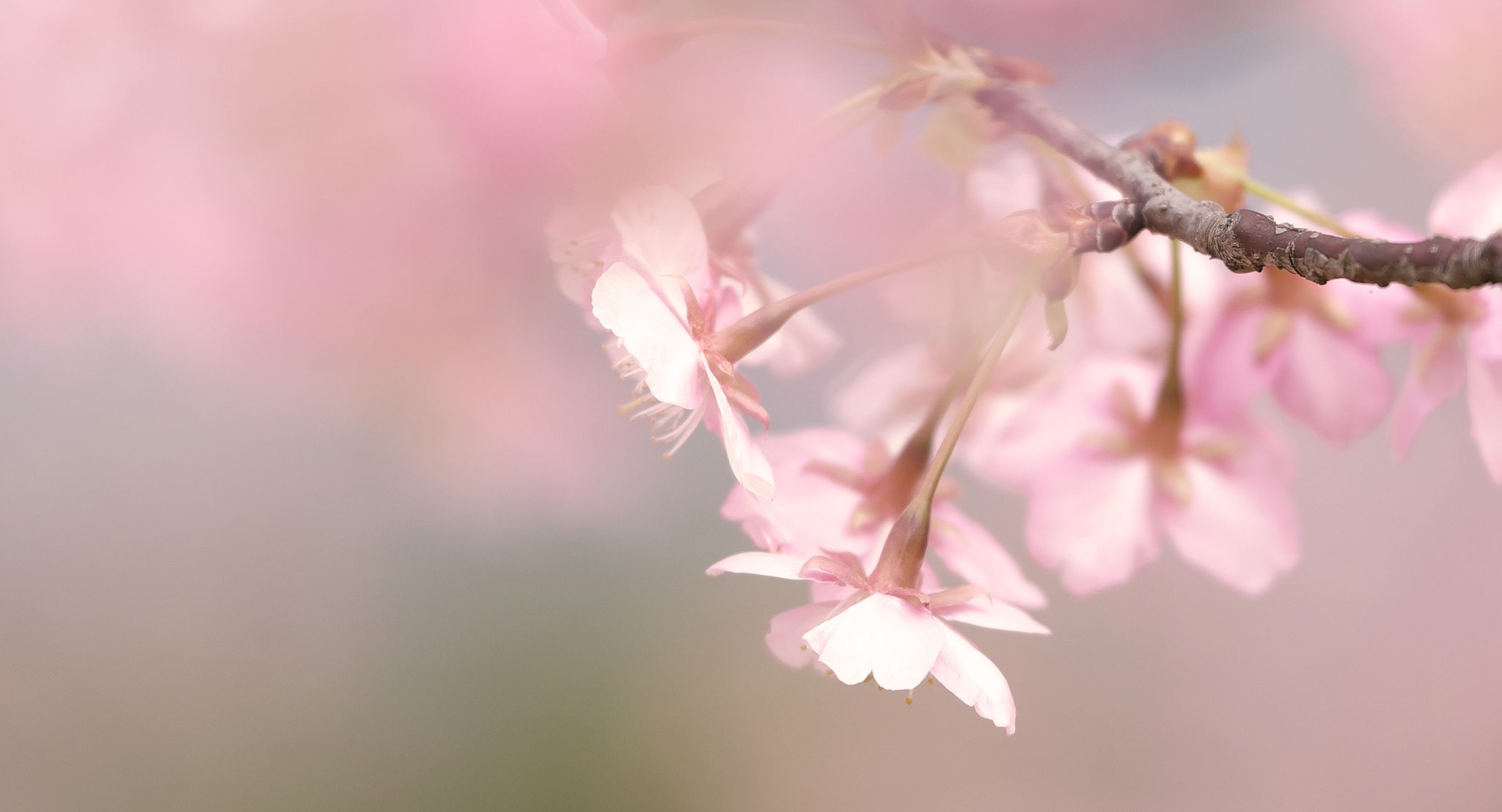 河津桜