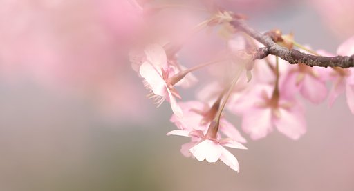 河津桜