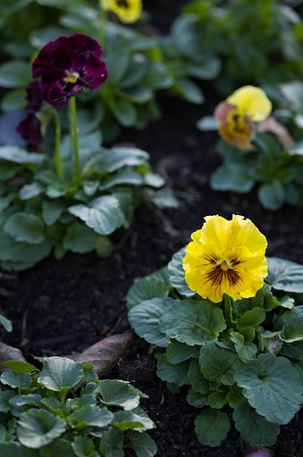 SIGMA MACRO 70mm F2.8