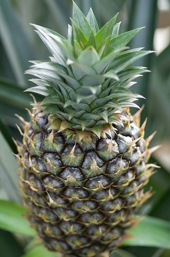 pineapple