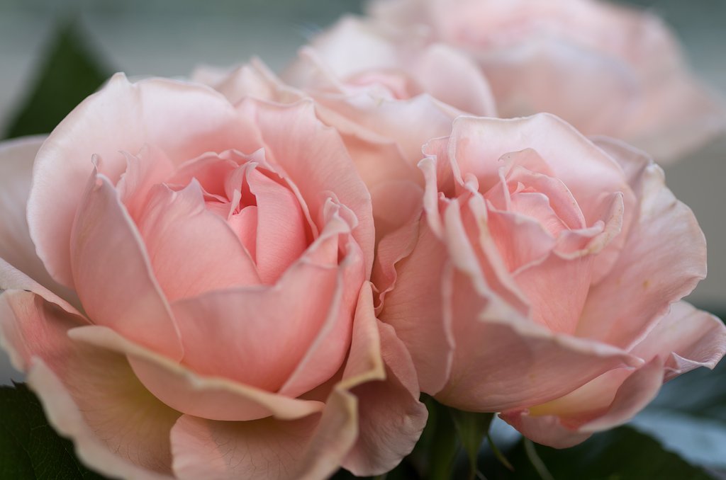 SIGMA MACRO 70mm F2.8