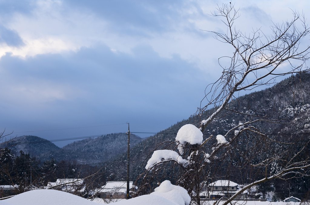 木の枝に雪。