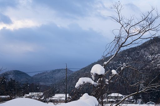 木の枝に雪。
