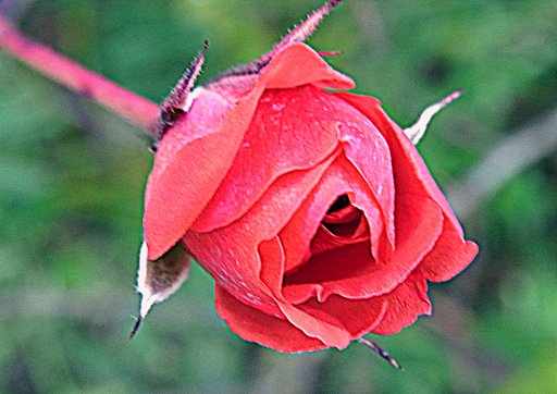冬の薔薇