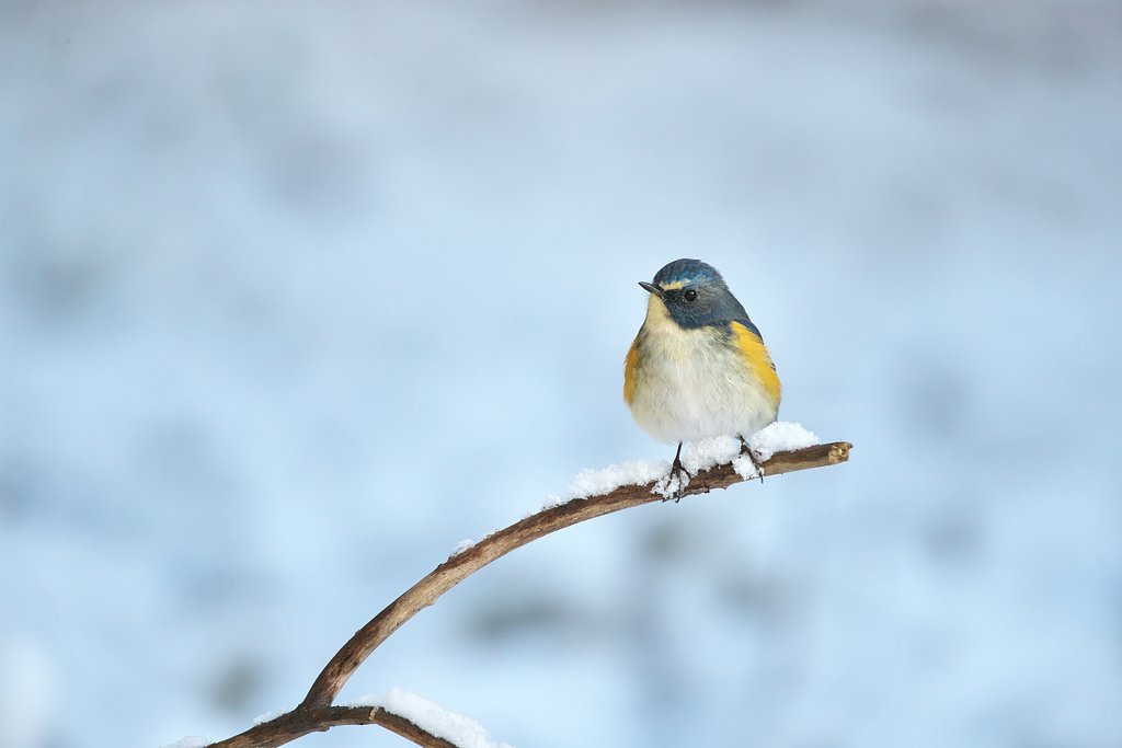 EF500mm F4L IS＋EF1.4Ⅲ