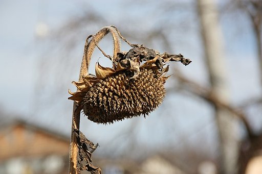 お花の終わりに
