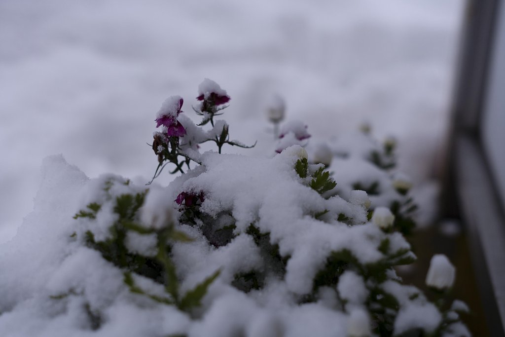雪中花！