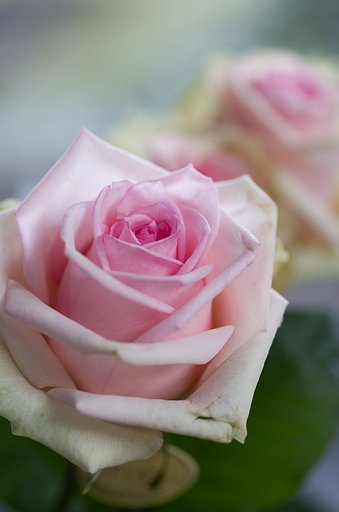 SIGMA MACRO 70mm F2.8