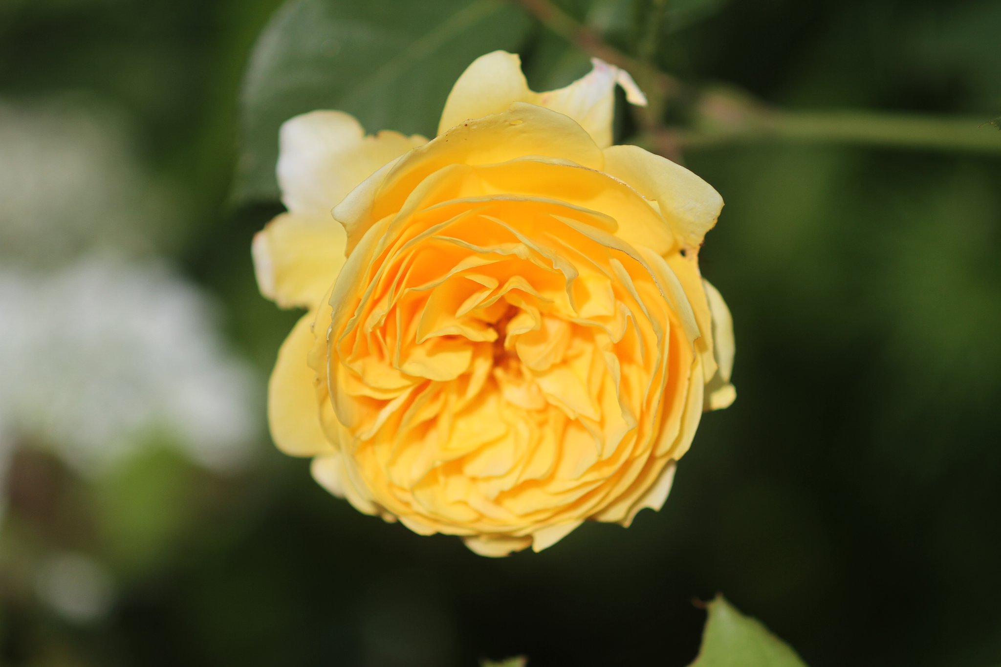 黄色な薔薇