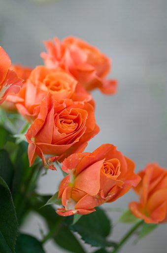 SIGMA MACRO 70mm F2.8