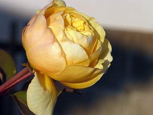 冬の薔薇