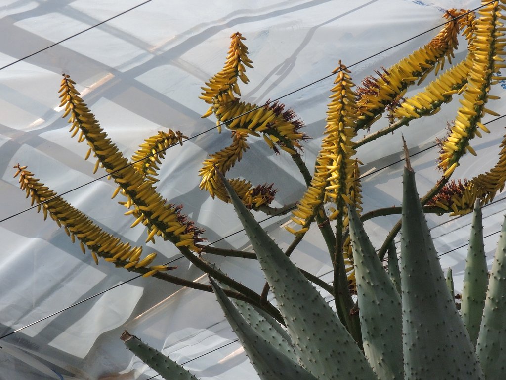 鬼切丸の花