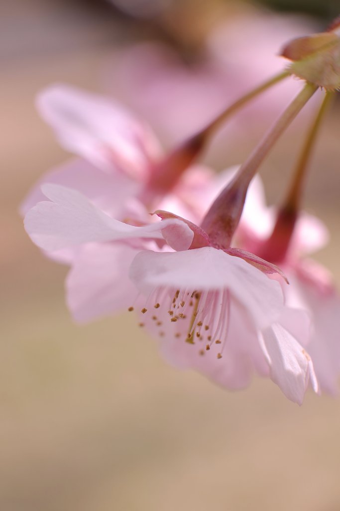 河津桜