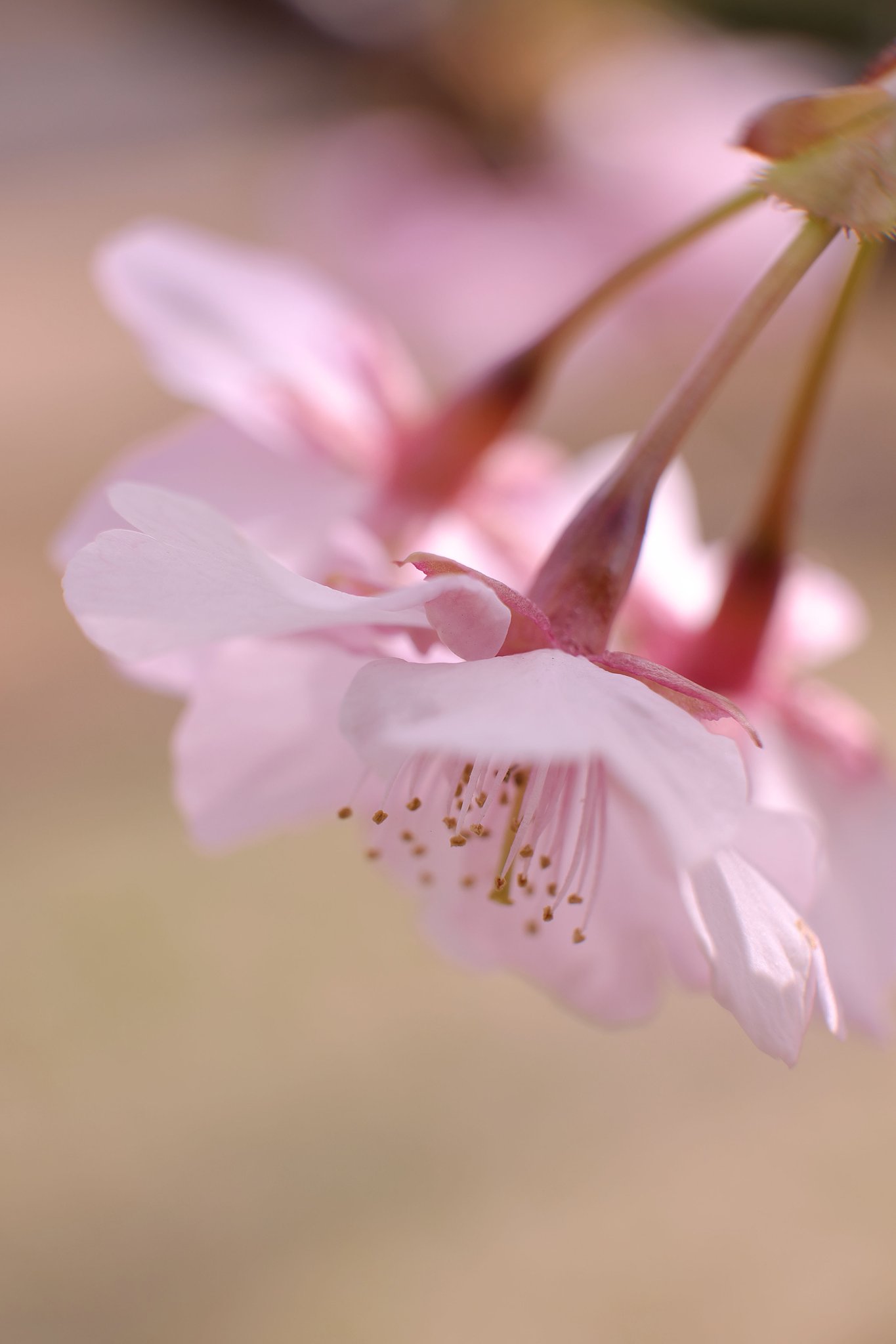 河津桜
