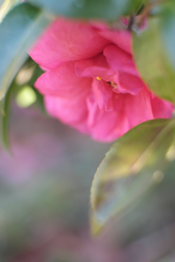 山茶花