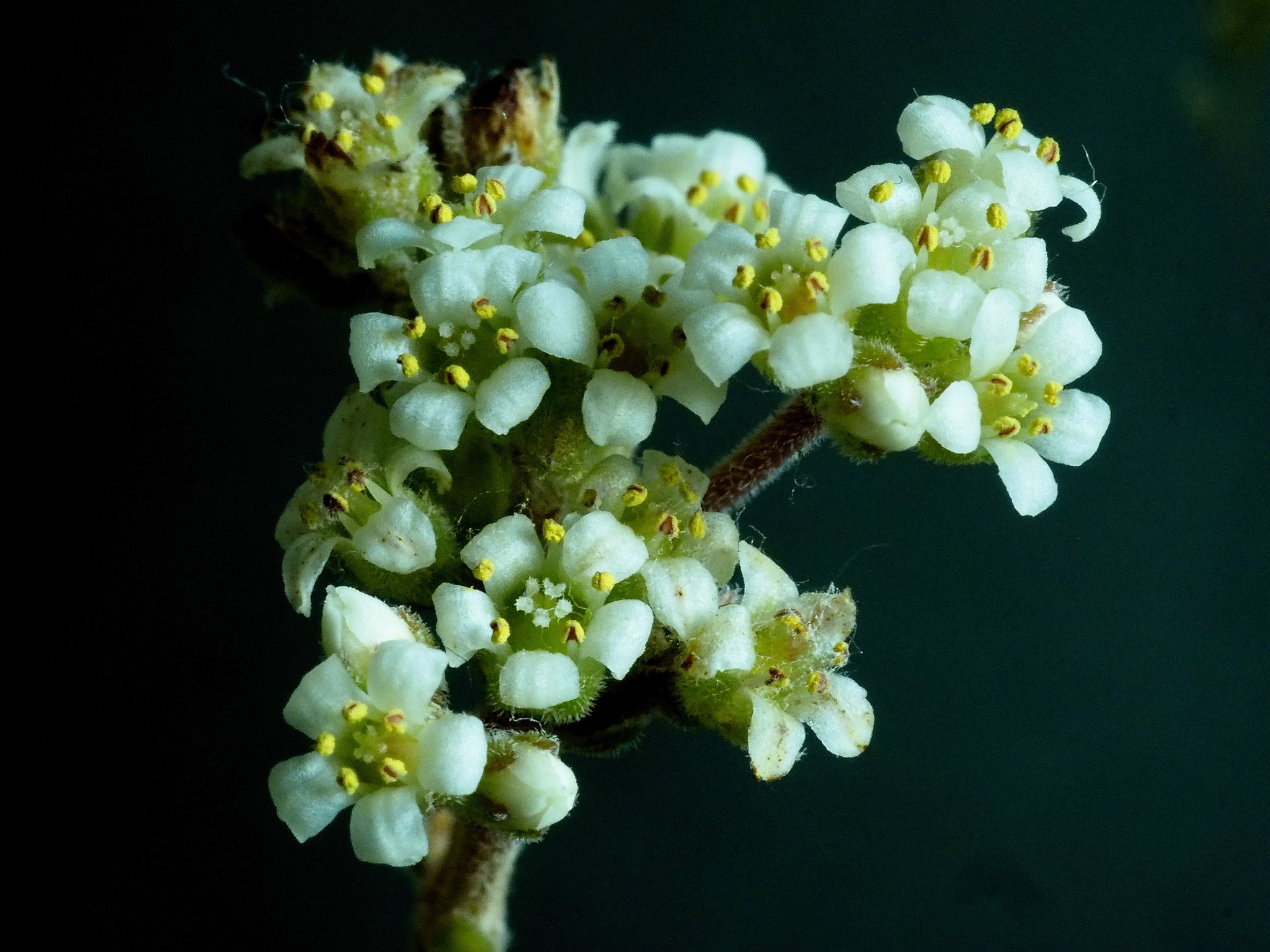  watermeyeriの花