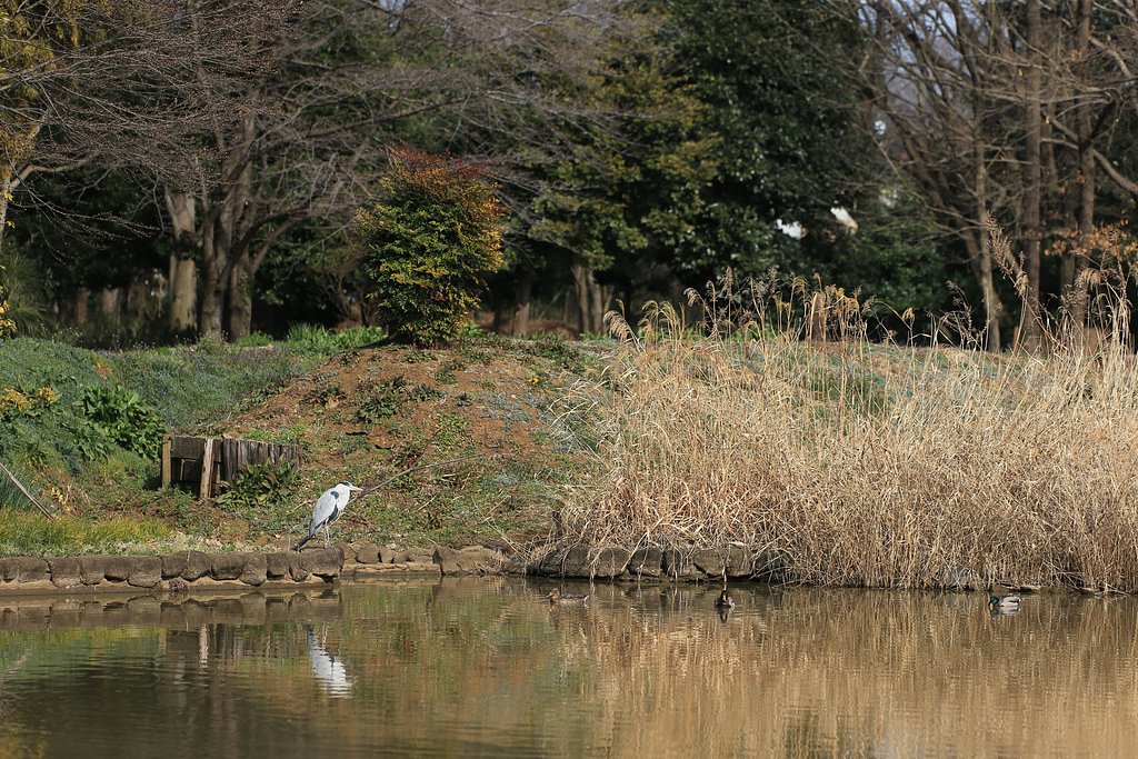 春めく池