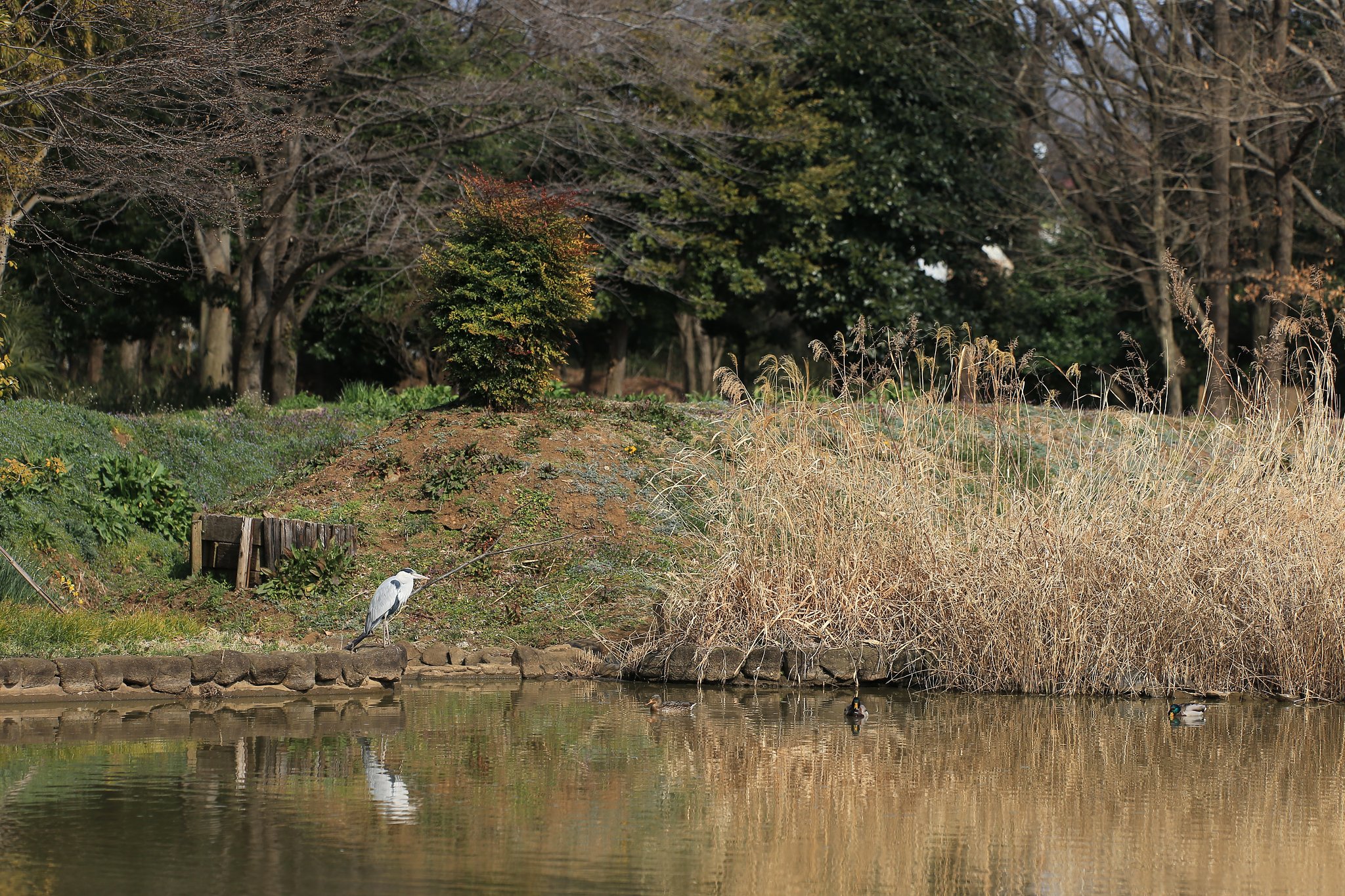 春めく池
