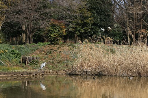 春めく池