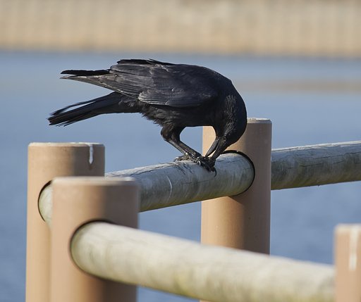 鳥