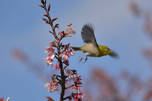 メジロ