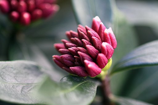 沈丁花の蕾