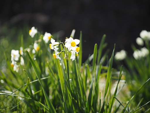 Panasonic LEICA DG NOCTICRON 42.5mm/F1.2 ASPH.