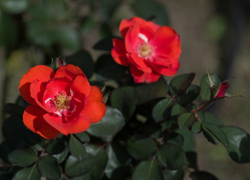 PENTAX-D FA MACRO 100mm F2.8