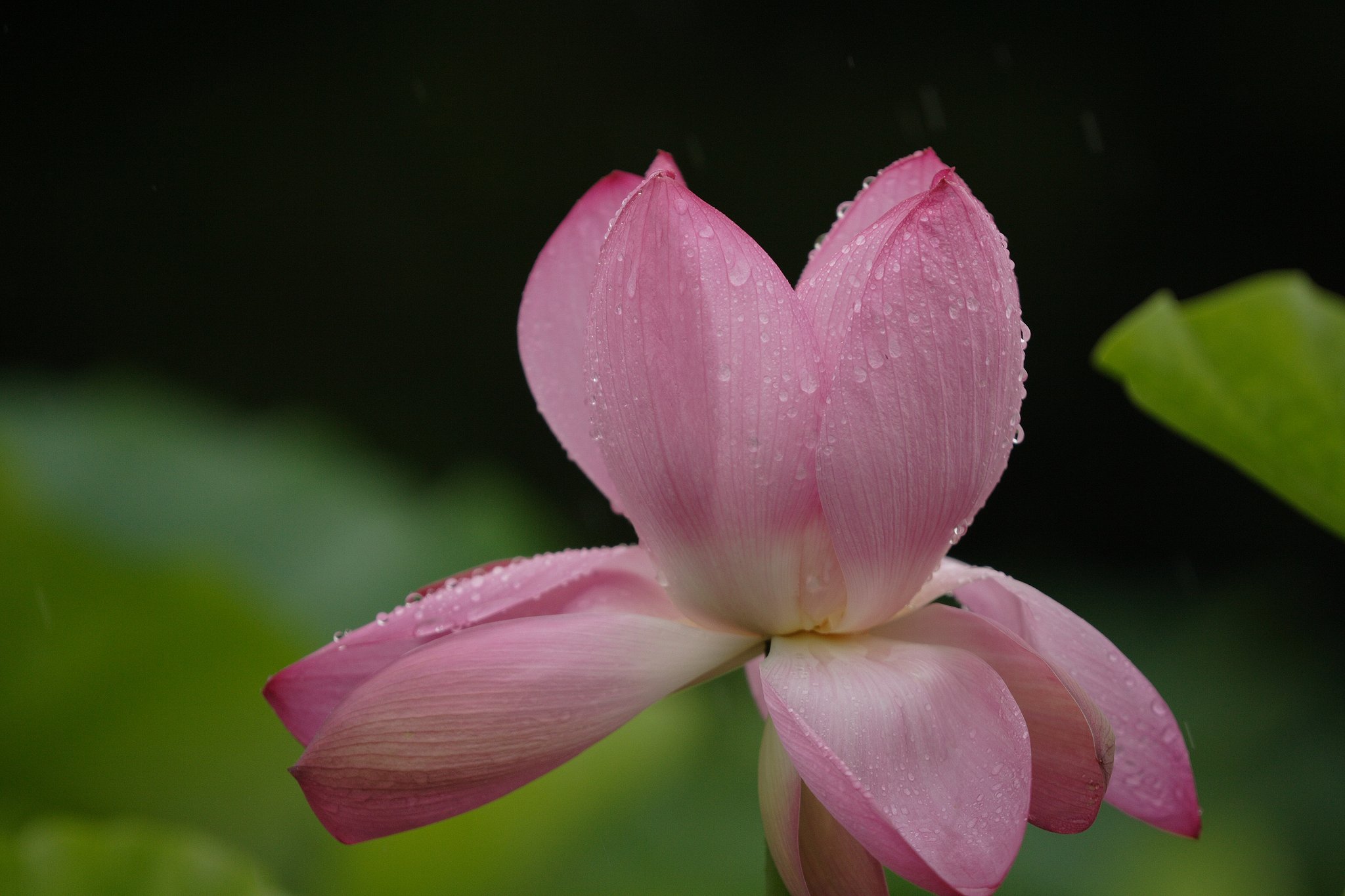 雨に負けて・・・