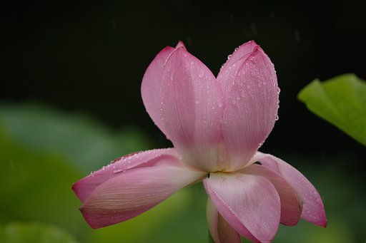雨に負けて・・・