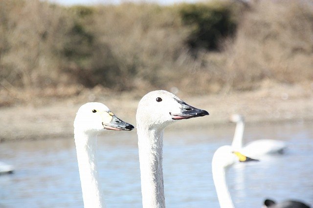 白鳥さん